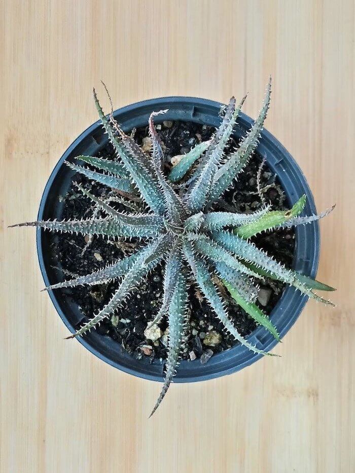 13 – Aloe Humilis