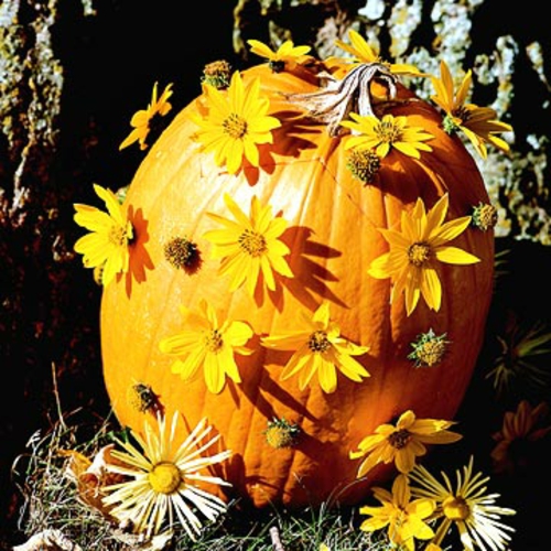 3. Pumpkin in flowers