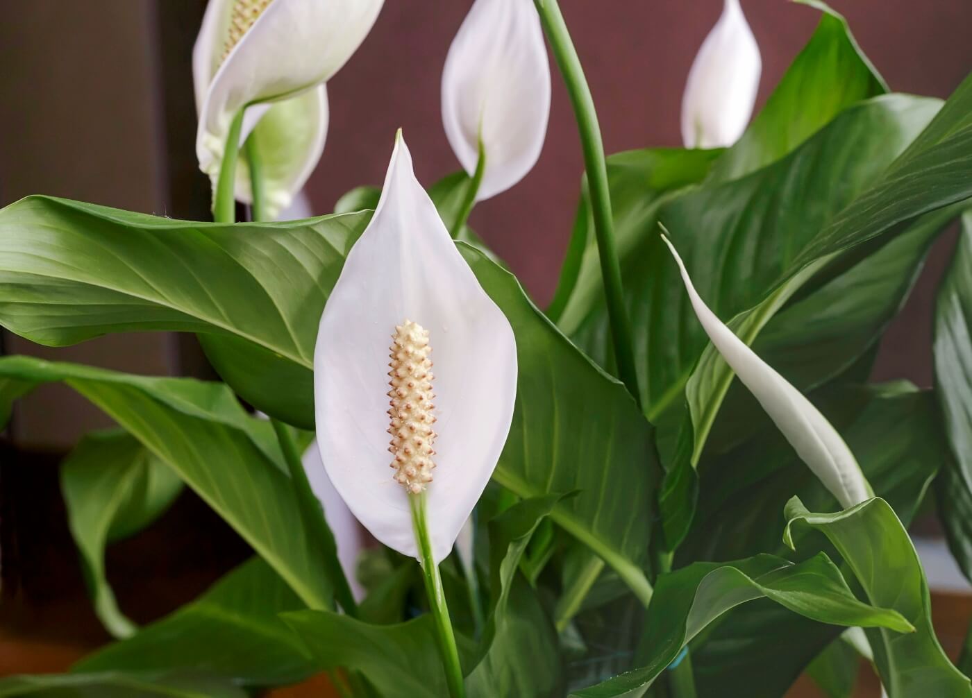 5 – Peace Lily