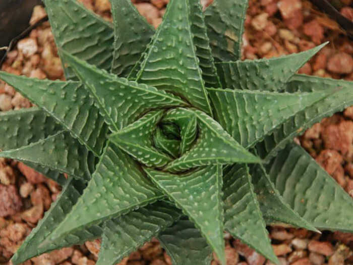 8 – Haworthia Limifolia