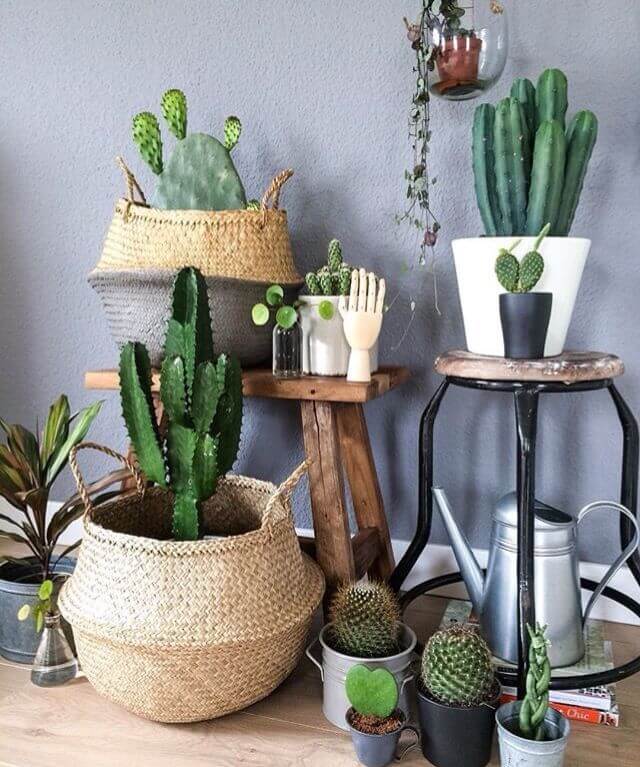 Succulents to Grow Indoors in the shade