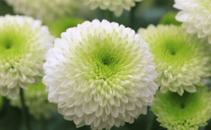 17 - Chrysanthemum