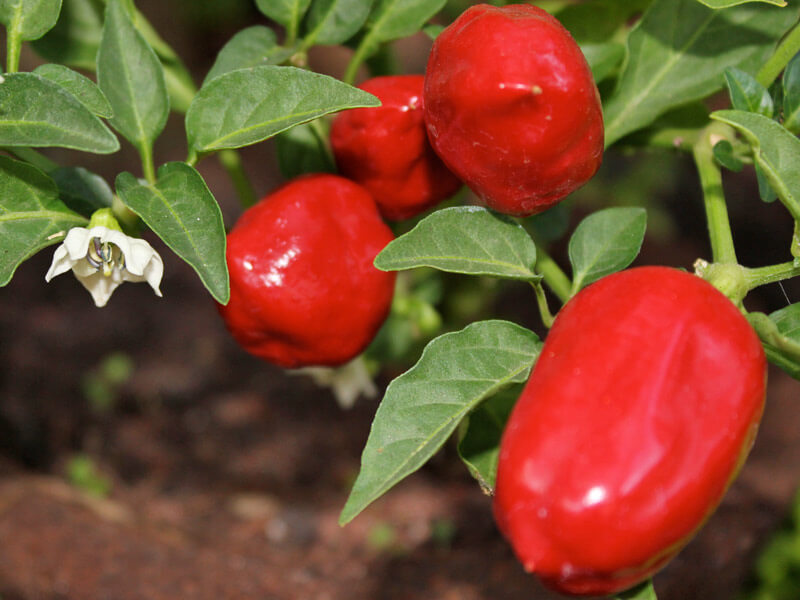 20 - Pepper plant