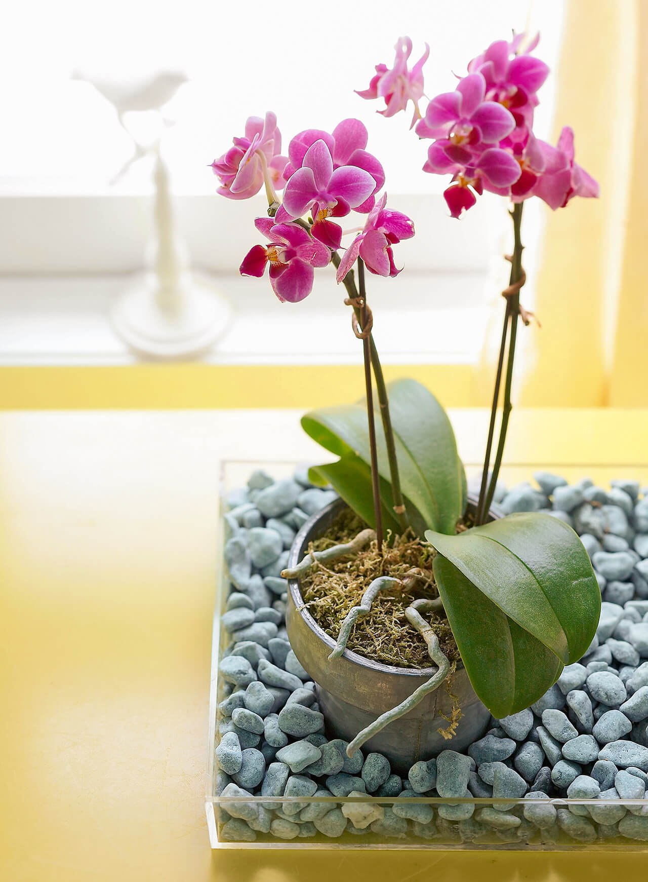 4 – Orchid 1