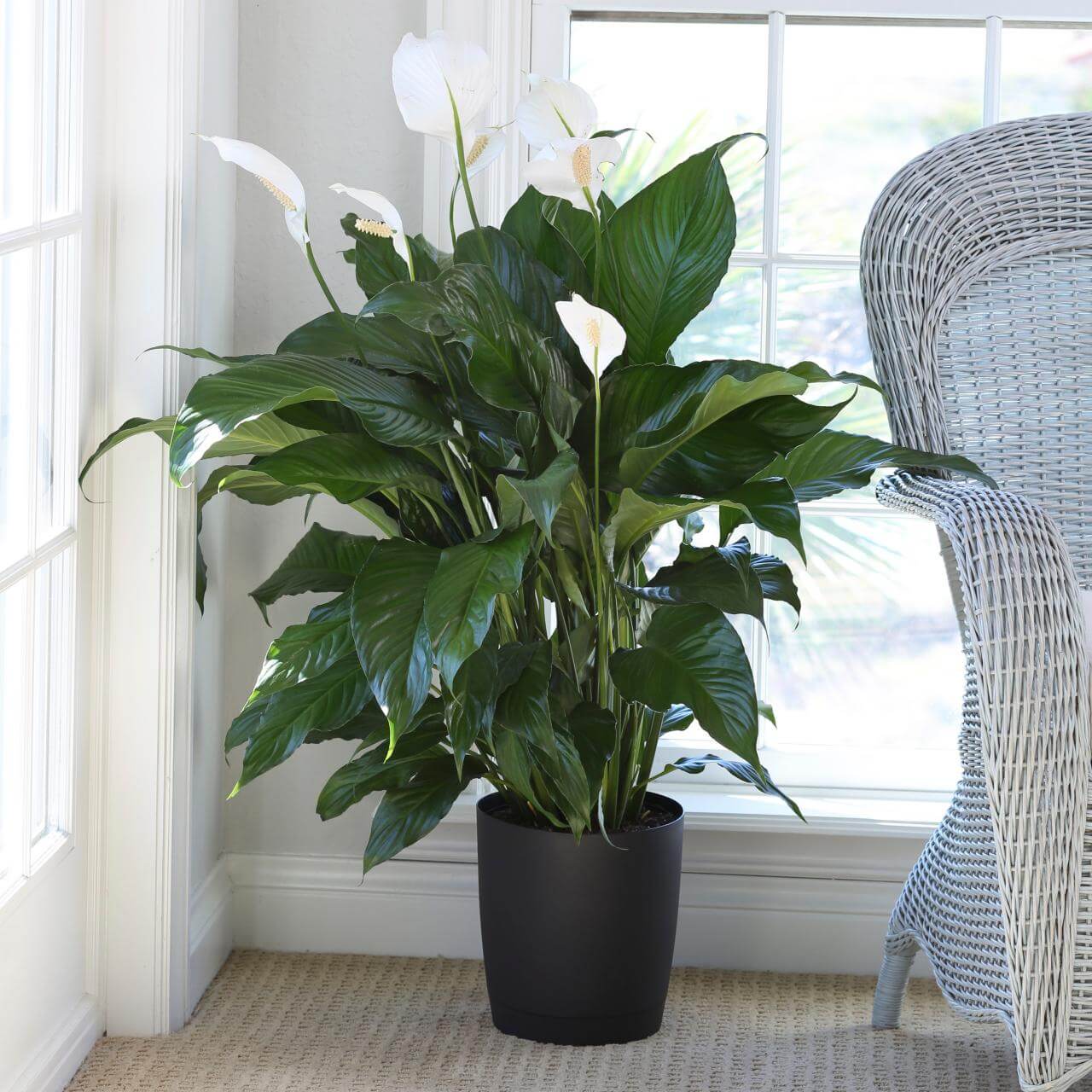 7 – Peace lily 1