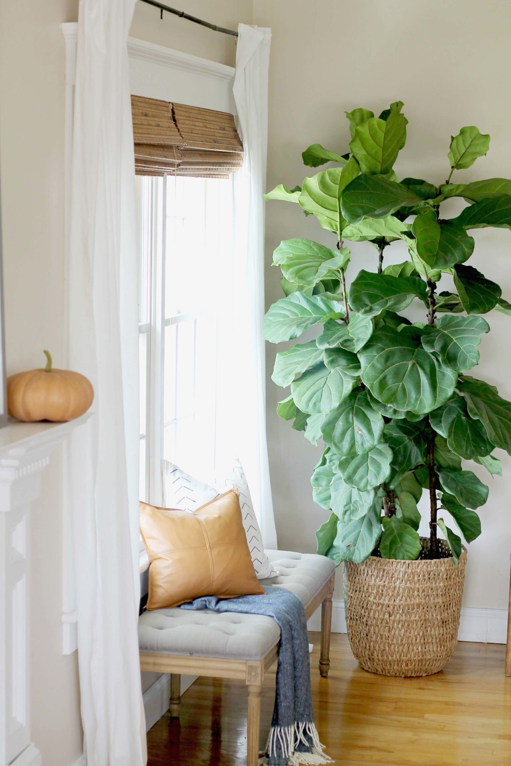 More decor inspirations with plants 3